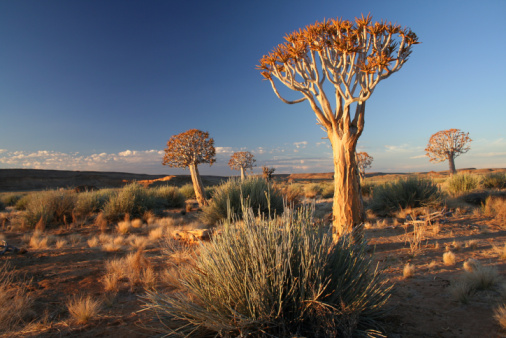 Quiver Tree Namibia